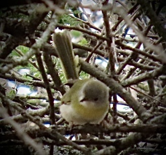 Yellow-breasted Apalis (Apalis flavida), photo 8