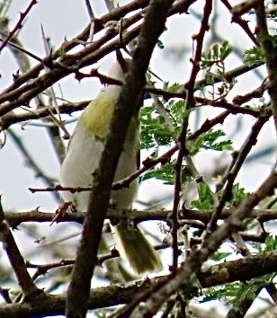 Yellow-breasted Apalis (Apalis flavida), photo 9