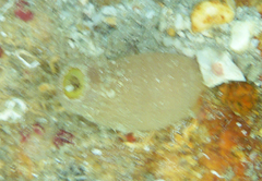 Holothuria cubana