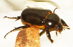 Ancognatha scarabaeoides