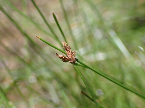 Eleocharis montevidensis observed 2026-07-16