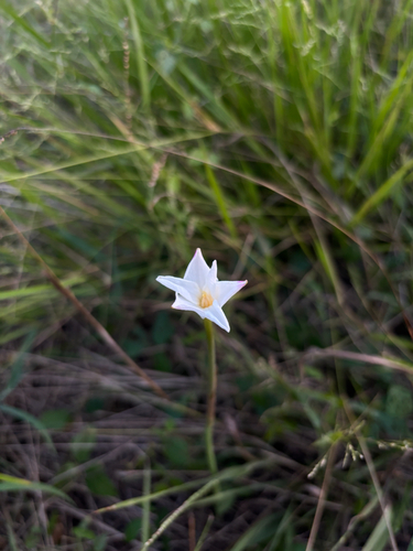 Brazos rain-lily