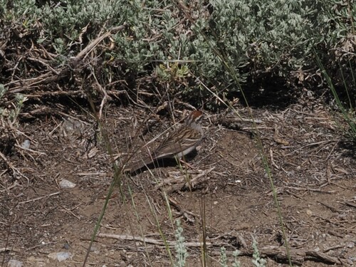 iNaturalist observation photo of Chipping Sparrow