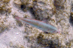 Halichoeres maculipinna