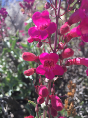Penstemon clevelandii connatus