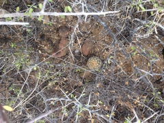 Coryphantha retusa