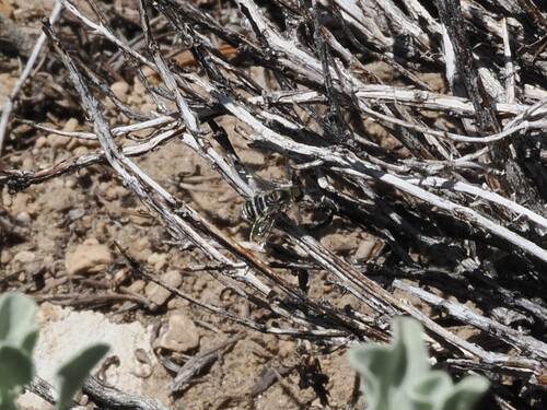 iNaturalist observation photo of Villa