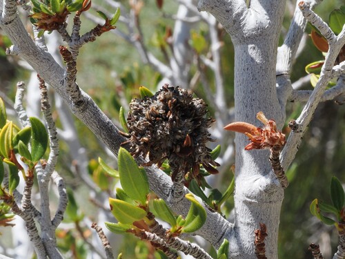 iNaturalist observation photo of Mountain Mahogany gall midge