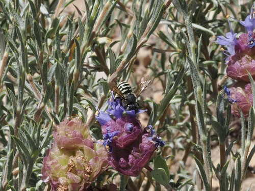 iNaturalist observation photo of Anthidium