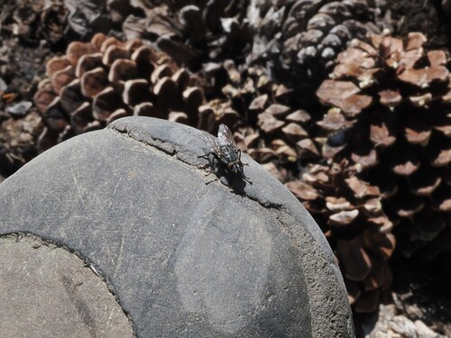 iNaturalist observation photo of Bot Flies, Blow Flies, and Allies