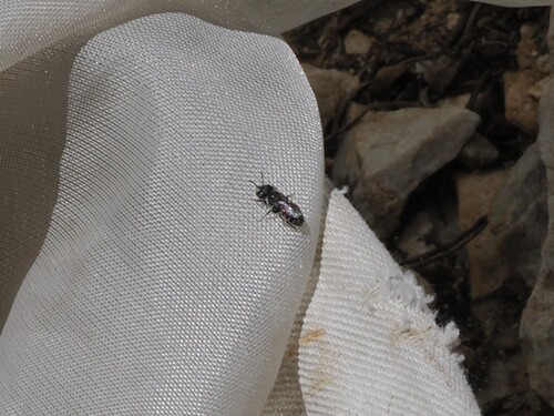 iNaturalist observation photo of Osmiini