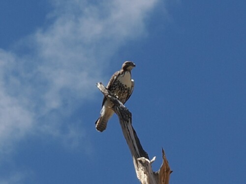 iNaturalist observation photo of Western Red-tailed Hawk