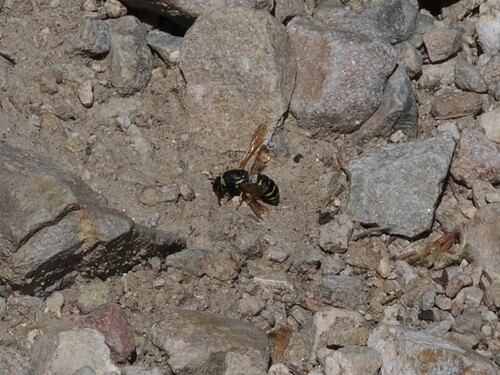 iNaturalist observation photo of Pseudomasaris vespoides