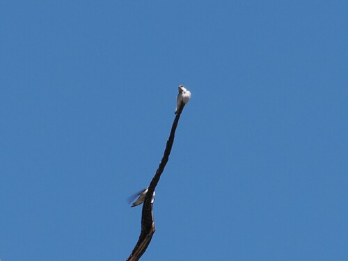 iNaturalist observation photo of Violet-green Swallow
