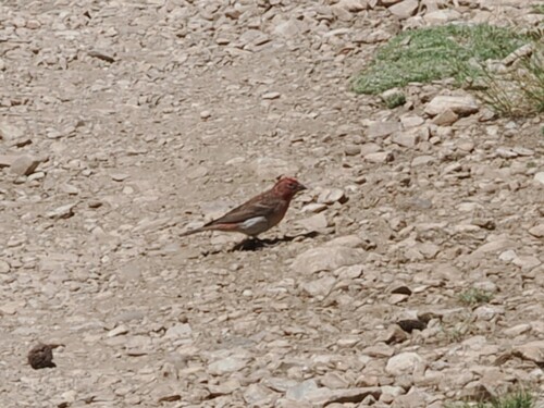 iNaturalist observation photo of Cassin's Finch