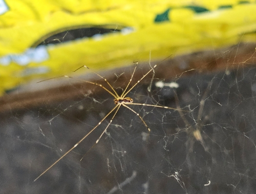 Marbled Cellar Spider