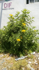 Tecoma stans