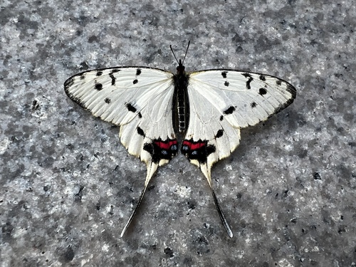 Dragon Swallowtail