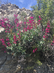Penstemon clevelandii connatus