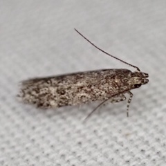 Glauce pectenalaeella
