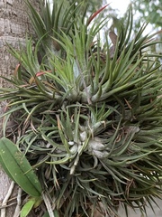 Tillandsia ionantha ionantha