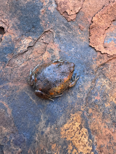 Pilbara Toadlet, Uperoleia saxatilis