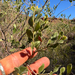 Acacia monticola