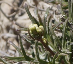 Lepidium turczaninowii