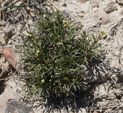 Lepidium turczaninowii