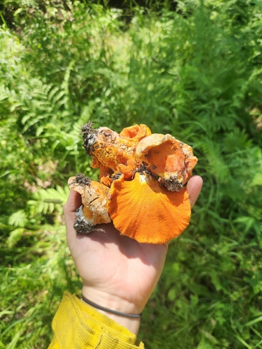 lobster mushroom