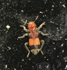 Enoclerus ichneumoneus