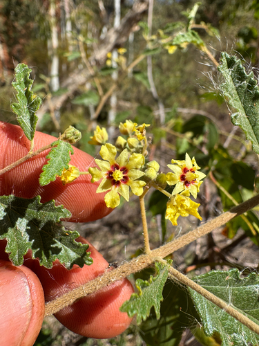 Androcalva luteiflora