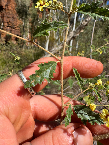 Androcalva luteiflora, photograph 1