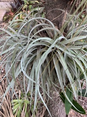 Tillandsia capitata