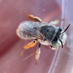 Anthophora hololeuca