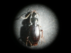 Agonum fuliginosum