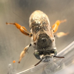 Anthophora hololeuca