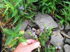 Scutellaria galericulata