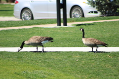 Branta canadensis moffitti