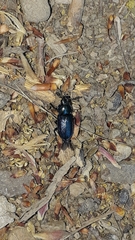 Platycerus caraboides