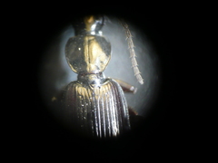 Agonum fuliginosum