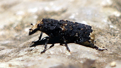 Platyrhinus resinosus