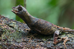 Anolis bombiceps