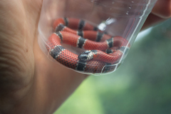 Micrurus dumerilii antioquiensis