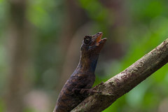 Anolis bombiceps