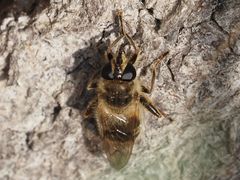 Criorhina pachymera