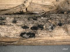 Apiospora sphaerosperma