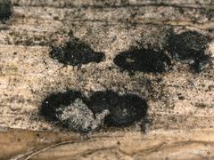 Apiospora sphaerosperma