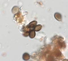 Apiospora sphaerosperma
