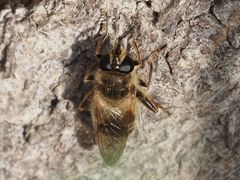 Criorhina pachymera